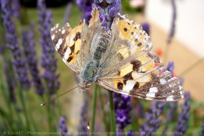 Photo de Papillon