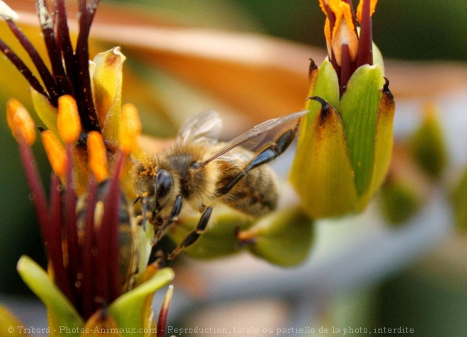 Photo d'Abeille