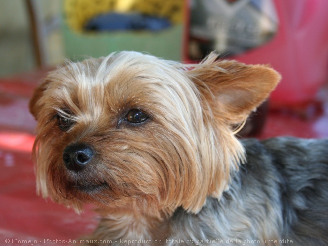 Photo de Yorkshire terrier