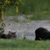 Photo de Races diffrentes