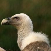 Photo de Vautour fauve