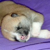 Photo d'Akita inu