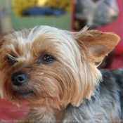 Photo de Yorkshire terrier