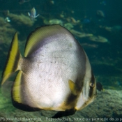 Photo de Poissons exotiques