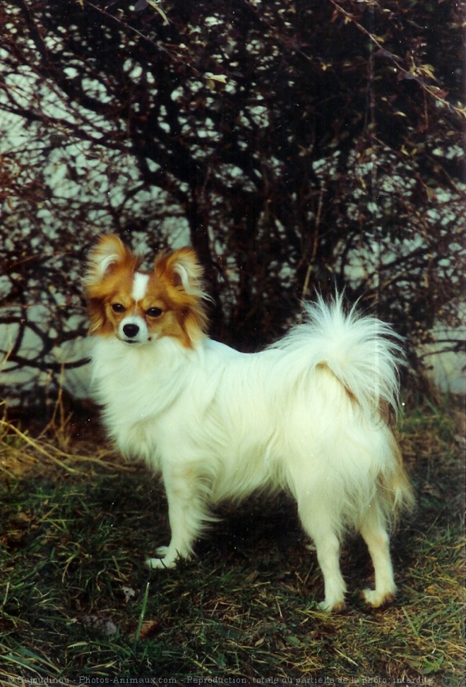 Photo d'Epagneul nain papillon