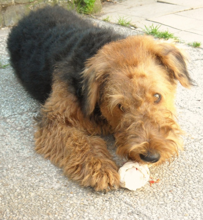 Photo d'Airedale terrier