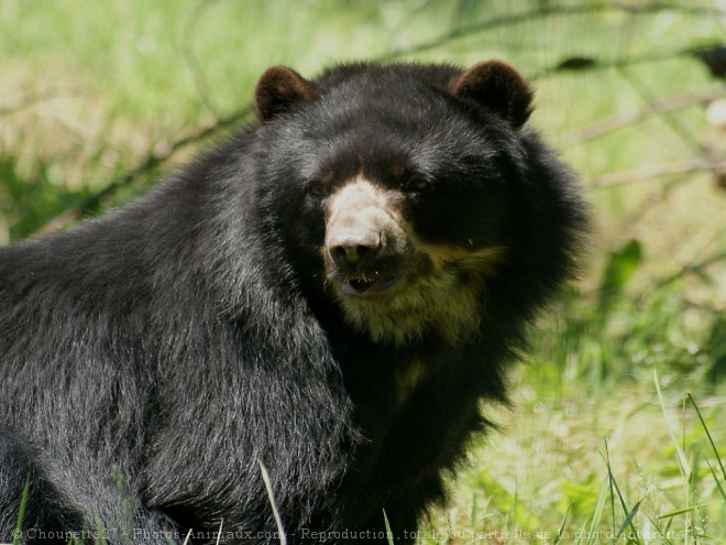 Photo d'Ours