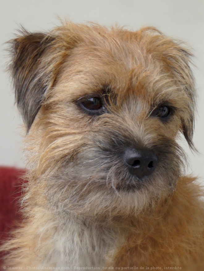 Photo de Border terrier