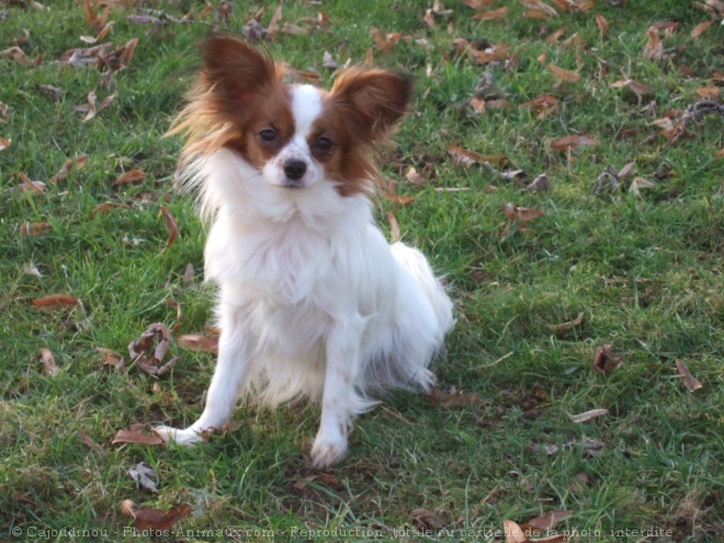 Photo d'Epagneul nain papillon