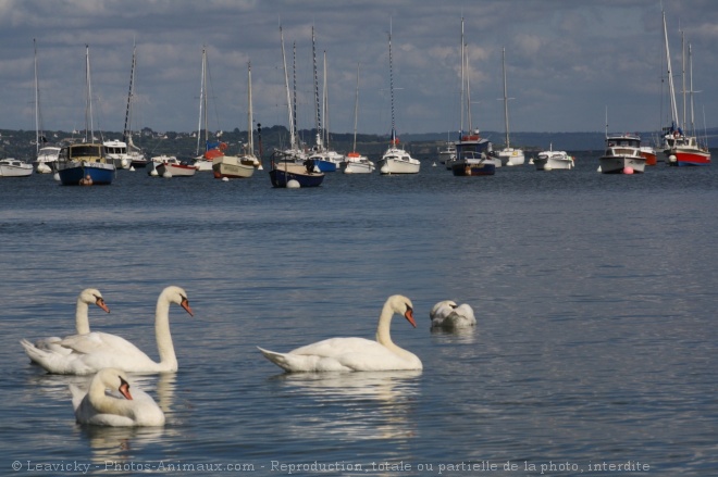 Photo de Cygne