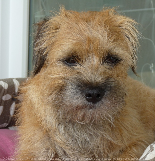 Photo de Border terrier