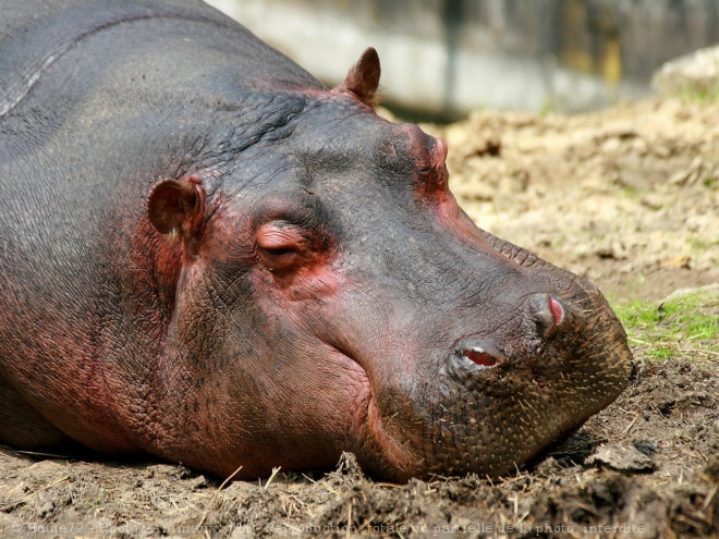 Photo de Hippopotame