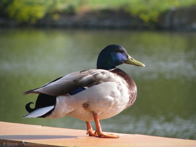 Photo de Canard colvert