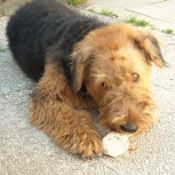 Photo d'Airedale terrier