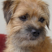 Photo de Border terrier