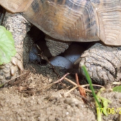 Photo de Tortue