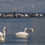 Photo de Cygne