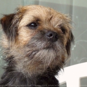 Photo de Border terrier