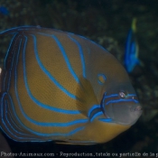 Photo de Poissons exotiques