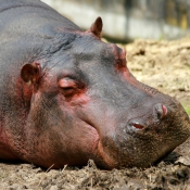 Photo de Hippopotame