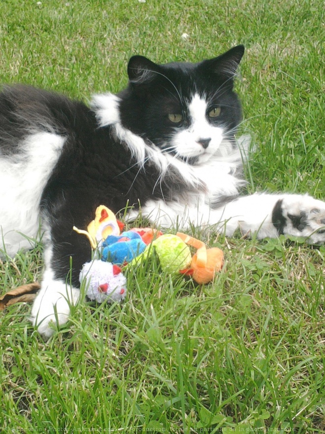 Photo de Chat domestique