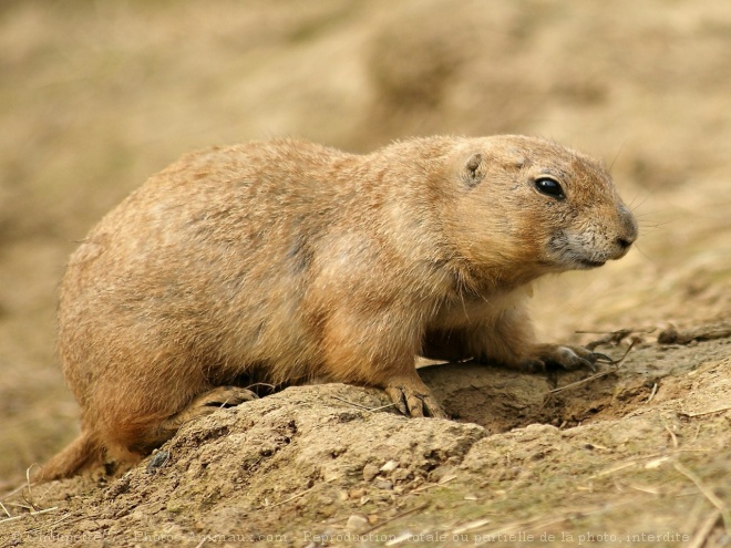 Photo de Chien de prairie