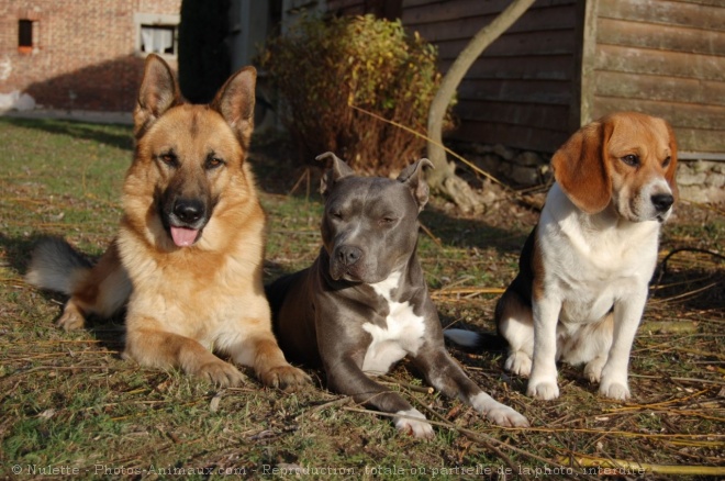 Photo de Berger allemand  poil court