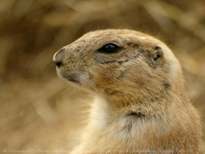 Photo de Chien de prairie