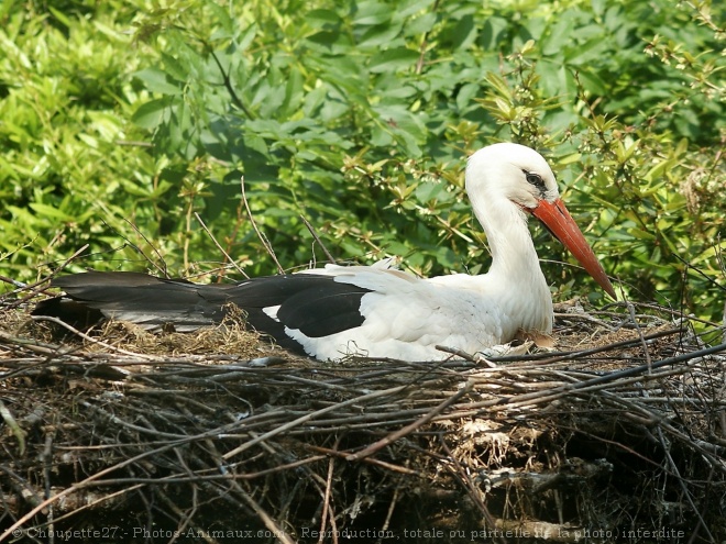 Photo de Cigogne