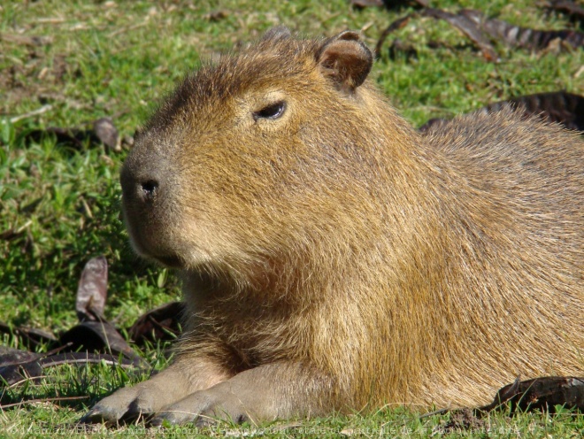 Photo de Cabiai ou capybara