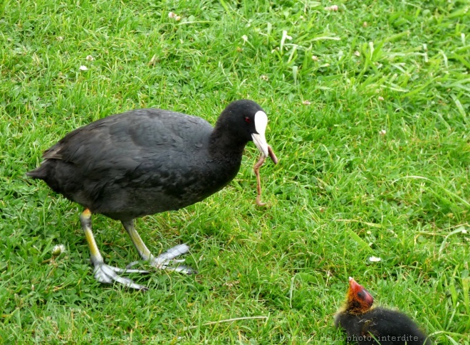 Photo de Foulque macroule