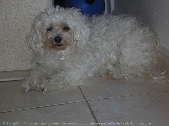 Photo de Bichon maltais