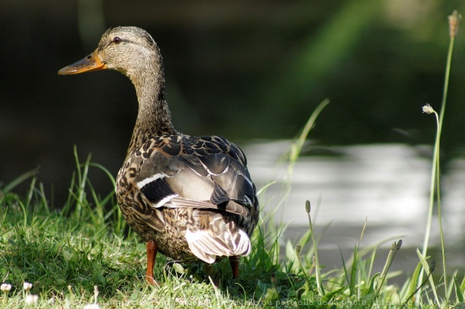 Photo de Canard colvert