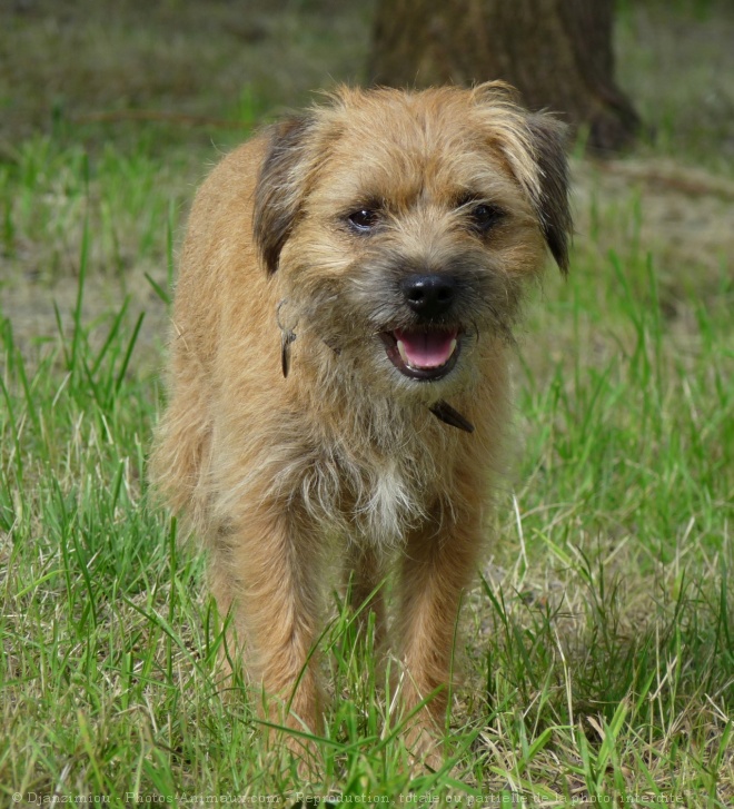 Photo de Border terrier