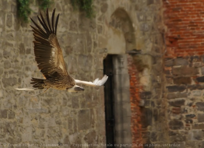 Photo de Vautour fauve