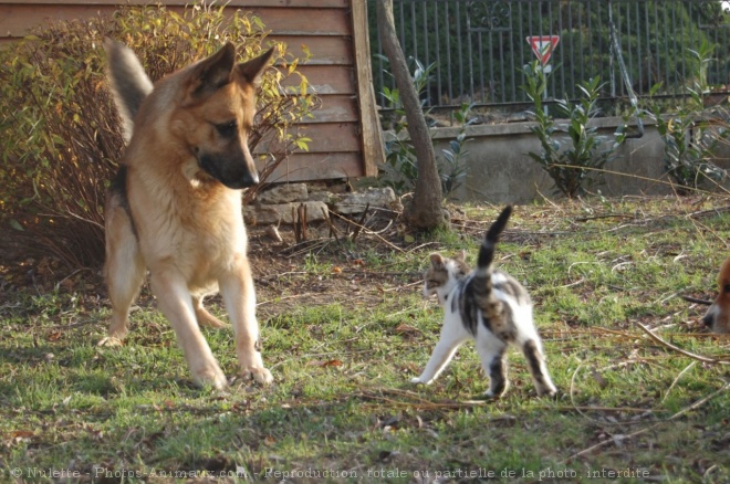 Photo de Chat domestique