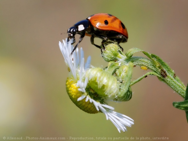 Photo de Coccinelle