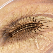 Photo de Scutigera coleoptrata