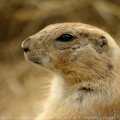 Photo de Chien de prairie