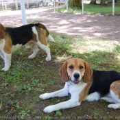 Photo de Beagle