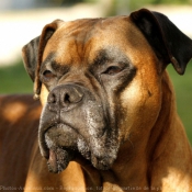 Photo de Boxer