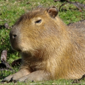 Photo de Cabiai ou capybara