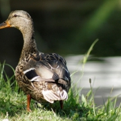 Photo de Canard colvert