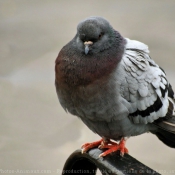 Photo de Pigeon