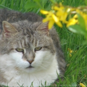 Photo de Chat domestique