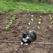 Photo de Chat domestique