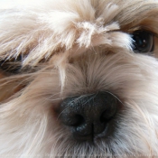 Photo de Shih tzu