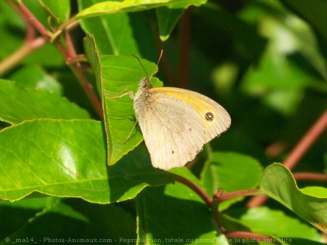 Photo de Papillon