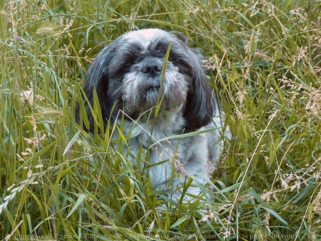 Photo de Shih tzu