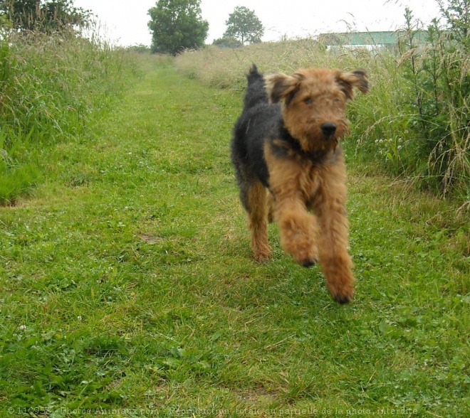 Photo d'Airedale terrier